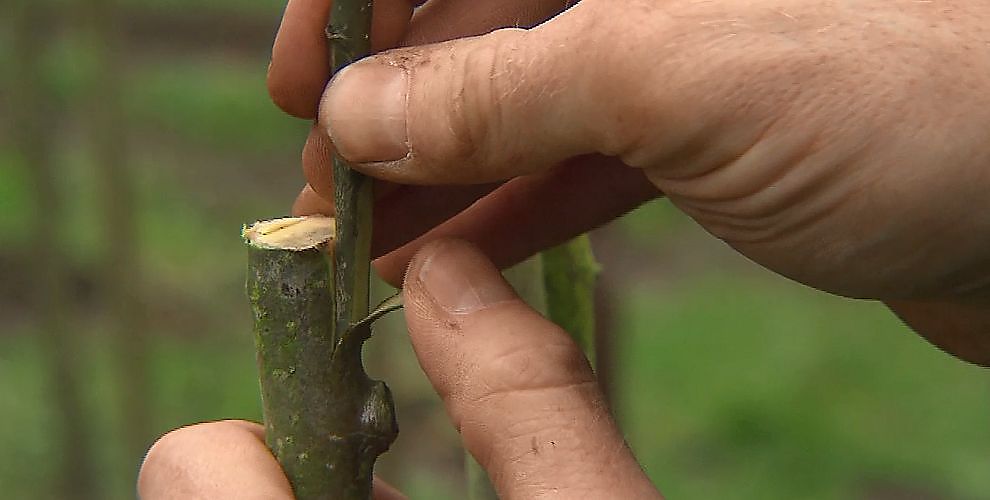 Bomen planten en enten