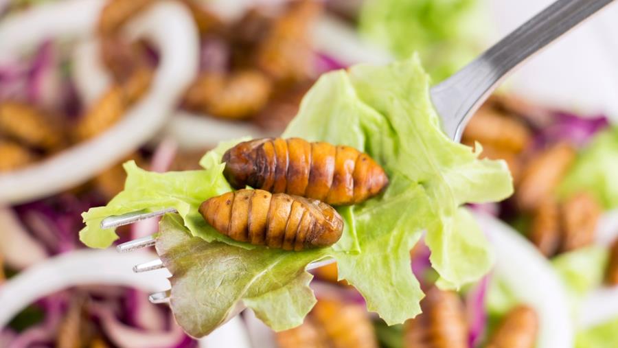 L’EFSA donne son vert à la consommation humaine d’insectes