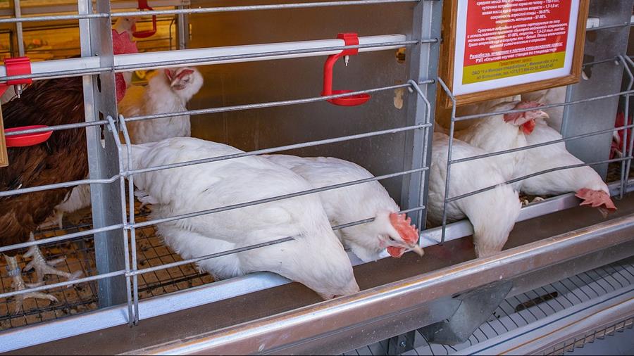 Vers un meilleur bien-être des poulets de chair