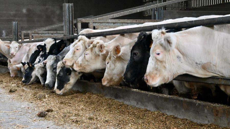 FAVV onderzoekt aanwezigheid PFAS in levensmiddelen