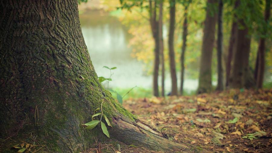 Duurzamer Europees gebruik van planten en bodems