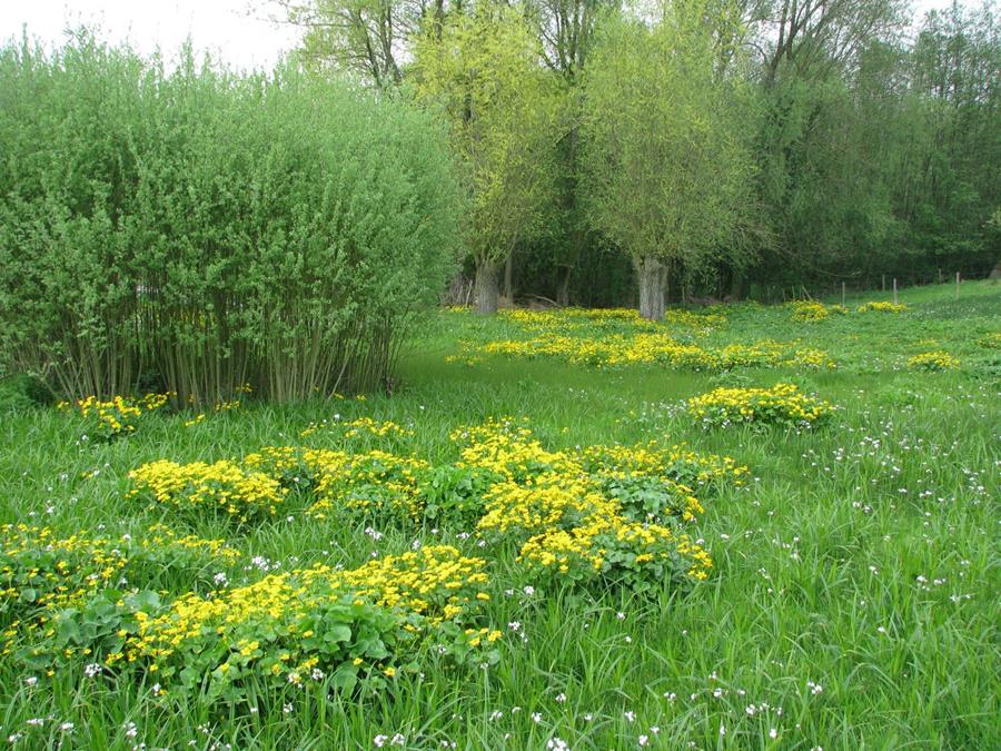 Les collaborateurs de la boulangerie bio De Trog plantent leur propre forêt