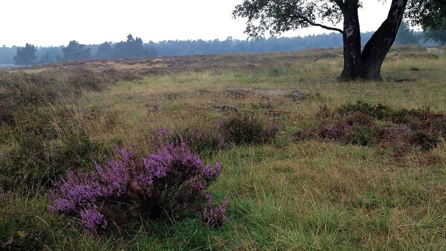 Biologisch afbreekbare smeermiddelen