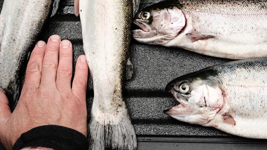 Nouvelle banque de données d'ADN pour détecter les pratiques frauduleuses dans la chaîne du poisson